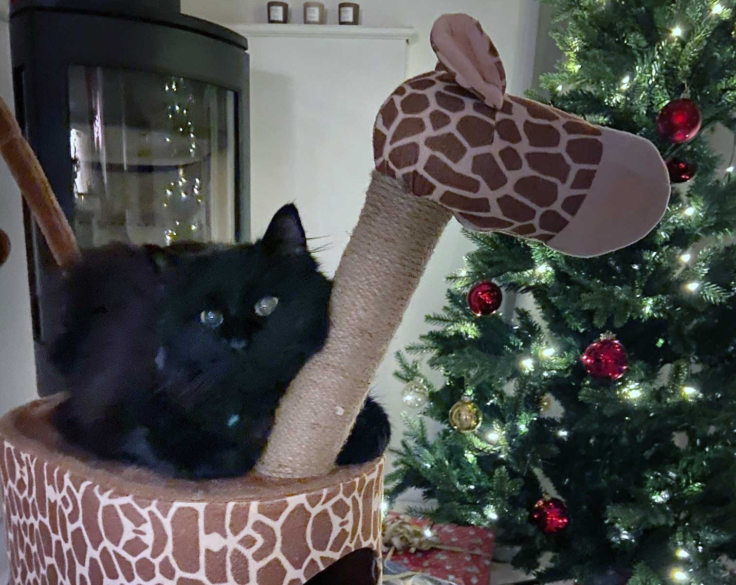 emma-katt